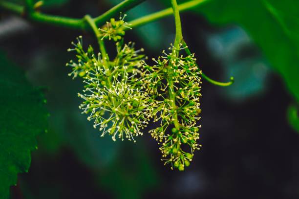 Bunch of grape being born