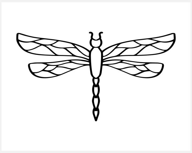 Insect icon isolated on white. Stencil animal. Coloring page book. Vector stock illustration. EPS 10 Insect icon isolated on white. Stencil animal. Coloring page book. Vector stock illustration. EPS 10 dragonfly drawing stock illustrations
