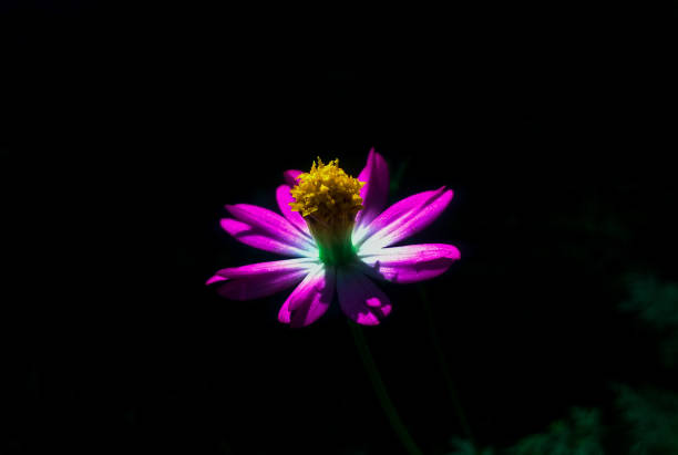 pink flowers in the dark