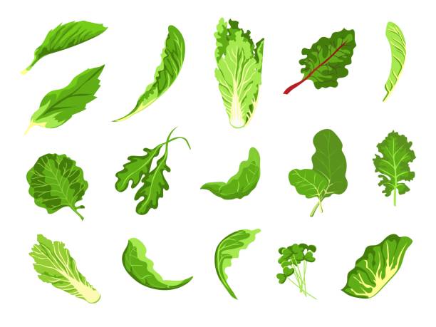 ilustrações de stock, clip art, desenhos animados e ícones de salad leaves. green fresh farm food, lettuce, cabbage, arugula, cress and kale. healthy microgreen sprout, organic leaf vegetable vector set - iceberg lettuce