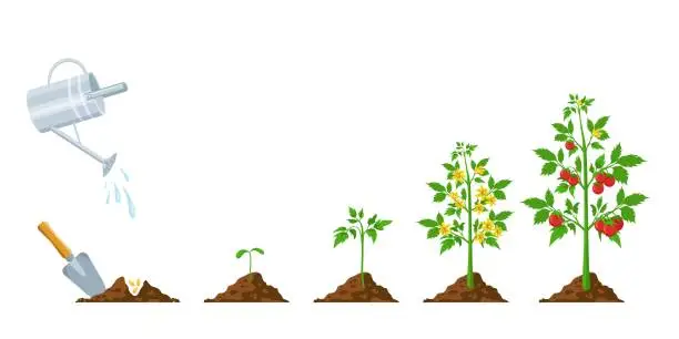 Vector illustration of Tomato growth. Stages of plant seeding, flowering and fruiting. Vegetable green sprout grow. Agriculture planting process vector infographic