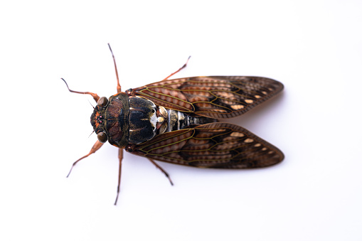 Photographing a blue-eyed cicada on a white background.