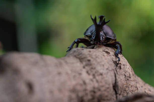 istock Japanese Rhinoceros Beetle 1320606552