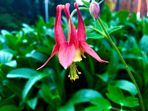 A red columbine flower in full bloom, grown in flower garden.