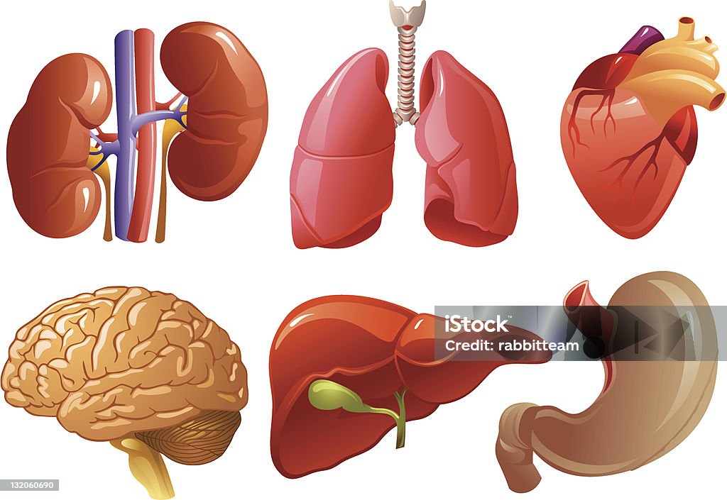 Órganos internos - arte vectorial de Anatomía libre de derechos