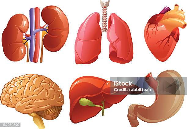 Organes Internes Vecteurs libres de droits et plus d'images vectorielles de Anatomie - Anatomie, Illustration, Foie humain