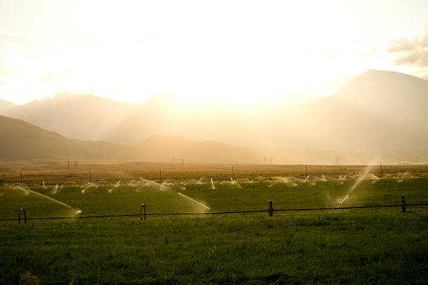 Sprinklers at sunset stock photo