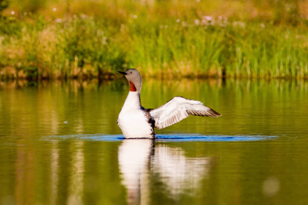 loon de garganta vermelha - sweden summer swimming lake - fotografias e filmes do acervo