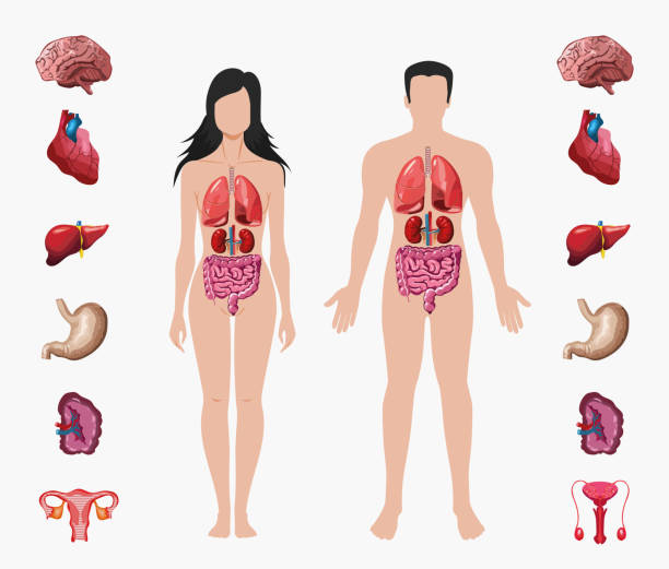 Human Anatomy Male And Female Body With Organ System Diagram Medicine  Visual Teaching Aid Study Guide Education Concept Stock Illustration -  Download Image Now - iStock