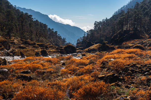 beautiful-mountains-and-forest
