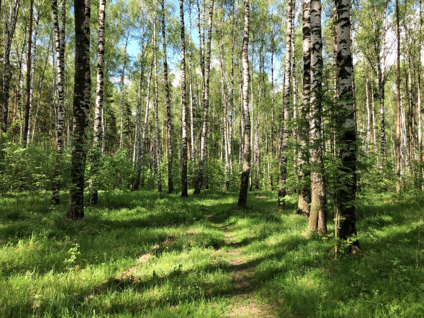 istock Walking path through the birch grove in summer sunny day 1320611711