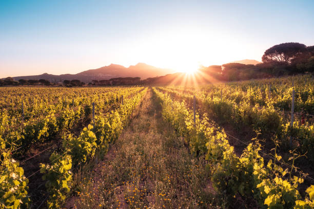 Sunrise over vineyard in Corsica stock photo