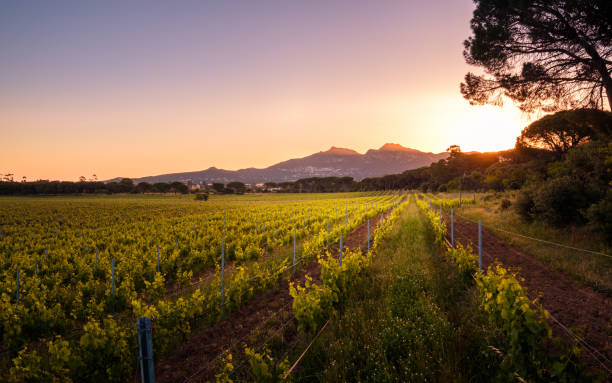 istock Sunrise over vineyard in Corsica 1320611946