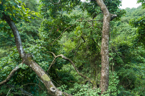 istock Aerial view of tropical forest in summer 1320612125