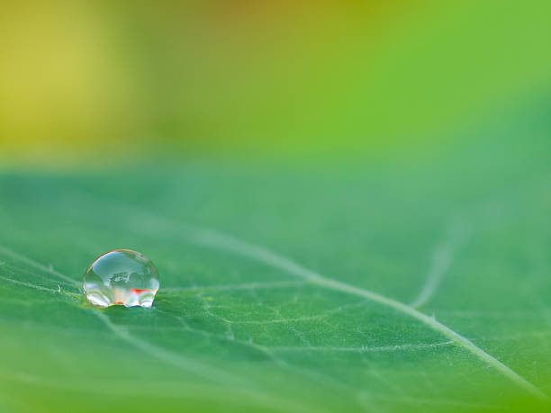 Droplet on green leaf stock photo