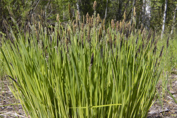 green sedge in the forest green sedge in the forest sedge stock pictures, royalty-free photos & images