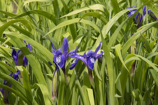 blue irises bloom in the forest