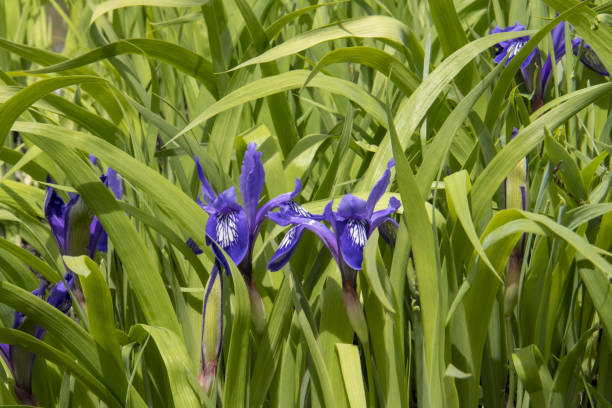 blue irises bloom in the forest blue irises bloom in the forest iris plant stock pictures, royalty-free photos & images