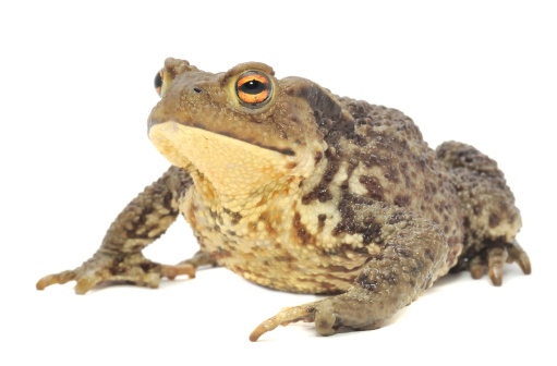 A brown frog isolated on a white background