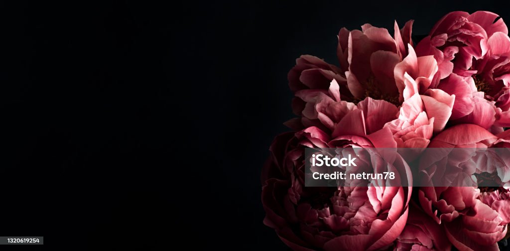 Pink peonies over dark background. Moody floral baroque style banner Pink peonies over dark background. Moody floral baroque style banner with copy space Flower Stock Photo