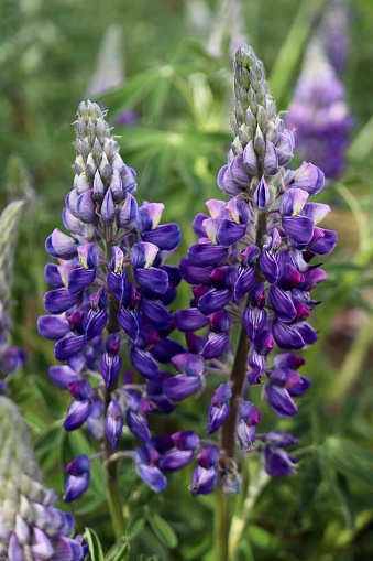 Beautiful wild, purple lupines bloom in central Alaska on a cool spring afternoon.