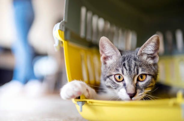 kitten in a Pet Travel Carrier cutre gray kitten cat looking into the pet carrier carrying stock pictures, royalty-free photos & images