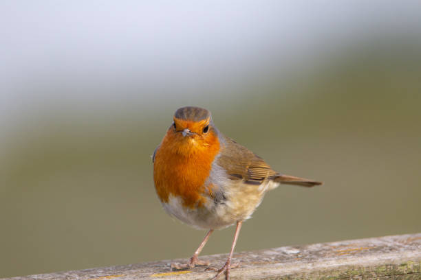 istock adult male robin 1320622787