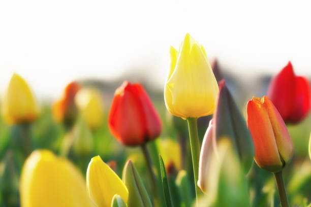 istock Colorful tulips in a field 1320622901
