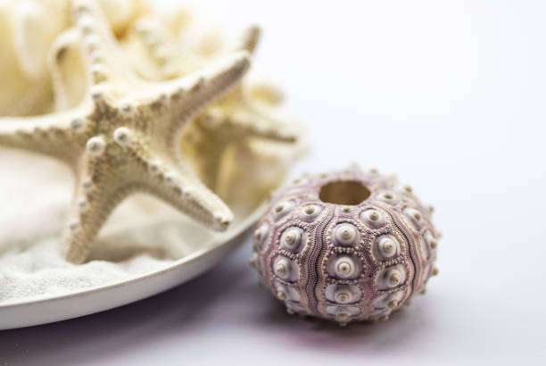 Collect shells, sea urchins and starfish, summer decoration