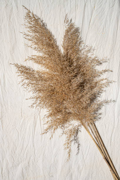 istock Pampas grass on beige canvas with space for text. Top view. Vertical image. 1320623919