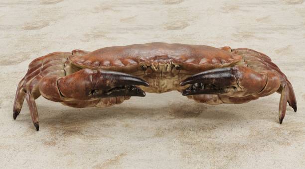 istock Realistic 3D Render of Edible Crab 1320624134