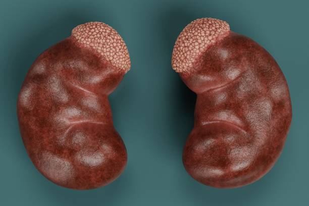 istock Realistic 3D Render of Human Kidney 1320624152
