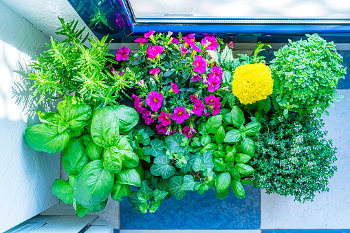 Gardening: some plants in pots near kitchen window in an apartment shot from above with natural light. The composition includes thyme, rosemary, basil and some flowers. High resolution 42Mp digital capture taken with SONY A7rII and Zeiss Batis 40mm F2.0 CF lens