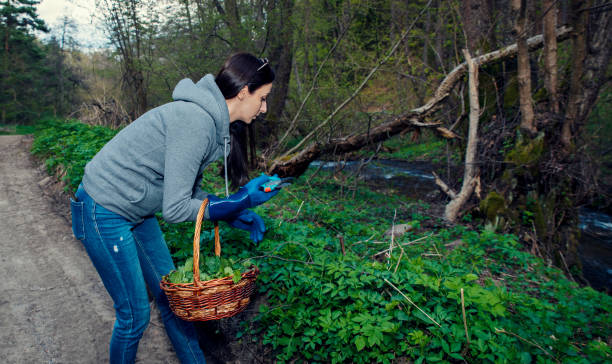 istock Picking nettles in a basket 1320624690