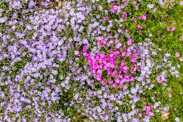 Pink phlox subulata. background of flowers phlox subulata.
