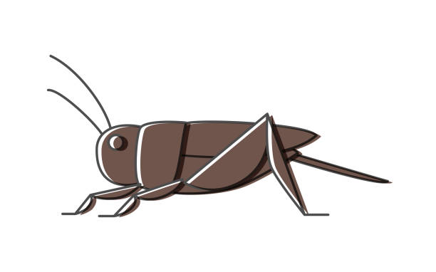 illustrations, cliparts, dessins animés et icônes de grillons, insectes qui peuvent être mangés par les insectes - grillon insecte