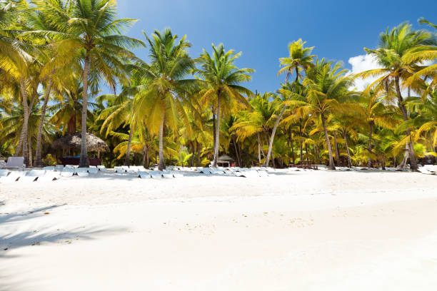 istock Beach scene with sunbeds under coconut palms 1320626208