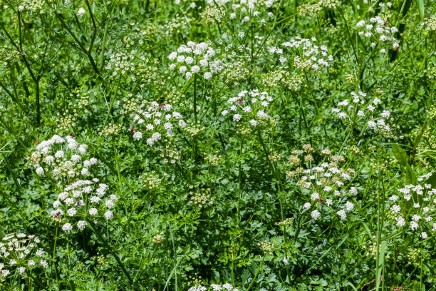 Oenanthe crocata, Hemlock Water Dropwort Oenanthe crocata the most poisonous plant found in the UK which has a white spring summer wildflower weed and commonly known as Hemlock Water Dropwort, stock photo image perennial photos stock pictures, royalty-free photos & images