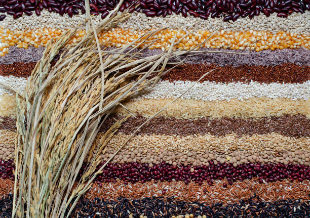 Top view of dry Thai Jasmine rice ear bundle on variety cereal and grain seed stripe background in dark tone