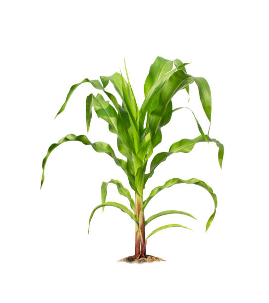 istock Corn plant isolated on a white background with clipping paths for garden design 1320627585