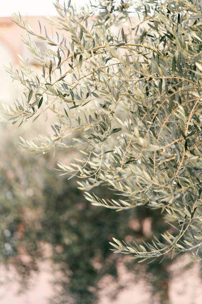 istock Green olive tree growing in a olive grove. Close-up 1320628333