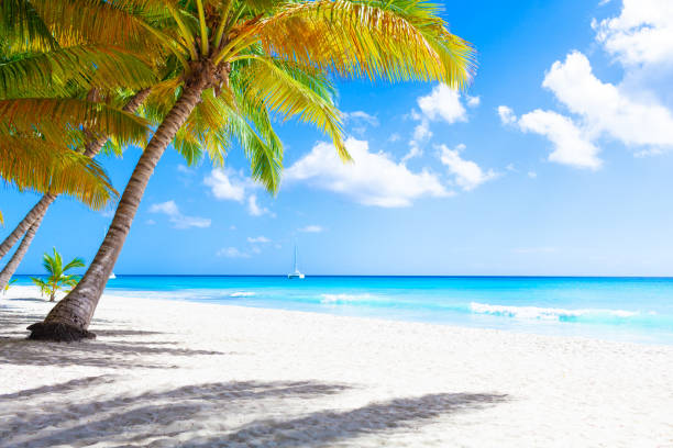 istock Tropical white sand beach with palms and sea 1320628678