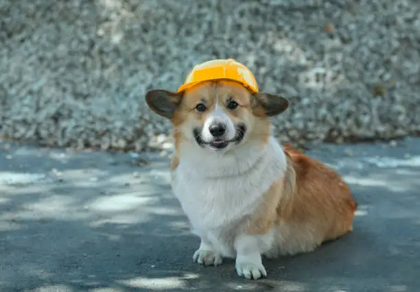 Photo of construction dog corgi in a yellow hard hat sits on the repair site against the background of a pile of rubble and smiles