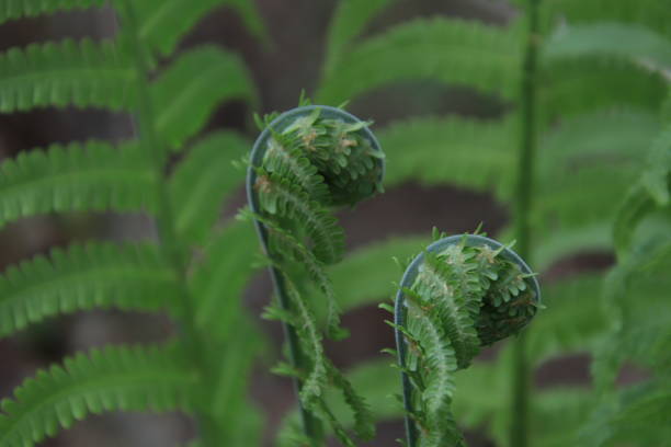 Fiddlesticks Fiddlehead ferns are nearly finished uncurling on a spring day near the Susitna River in central Alaska. Many people collect the ferns while they are tightly curled and eat them. talkeetna mountains stock pictures, royalty-free photos & images