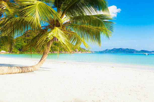 istock Tropical white sand beach with palms and sea 1320628789