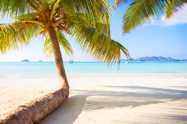 istock Tropical white sand beach with palms and sea 1320628801