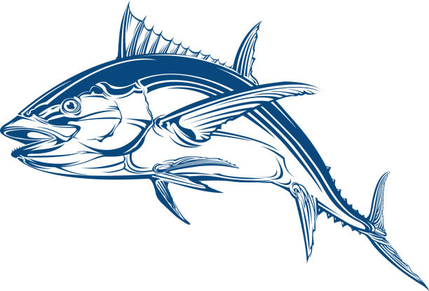 Tuna fish Atlantic bluefin tuna fish (Thunnus thynnus), vector illustration skipjack stock illustrations