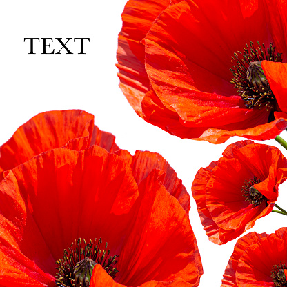 Universal template for text made of poppies isolated on white background. Red flowers border for invitation messages, business cards, postcards and print designs. Copy space for text.