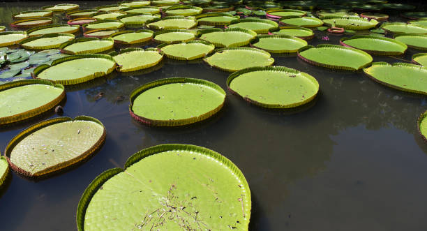 istock Pamplemousses gardens, Mauritius island, indian ocean 1320630425