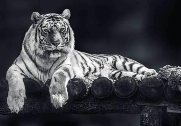 istock Black and white tiger lying down on wooden deck 1320631592